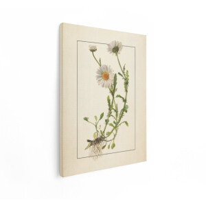 Artaza Canvas Schilderij Botanische Illustratie van Madeliefjes met Wortels - Gedetailleerd en Realistisch - 60x80 cm - Wanddecoratie Woonkamer - Schilderijen - Muurdecoratie