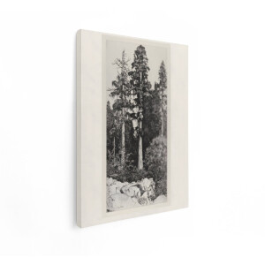 Artaza Canvas Schilderij Sequoia Bos - 90x120 cm - Wanddecoratie Bomen - Muurdecoratie Landschap - Decoratie Zwart Wit Natuur