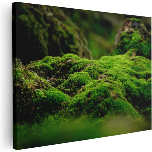 Artaza Canvas Schilderij Groen Mos - 40x30 - Klein - Foto Op Canvas - Canvas Print