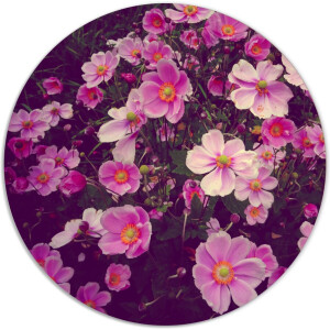 Label2X - Muurcirkel - Roze Bloemen - Ø 20 cm - Forex - Multicolor - Wandcirkel - Rond Schilderij - Bloemen en Planten - Muurdecoratie Cirkel - Wandecoratie rond - Decoratie voor woonkamer of slaapkamer