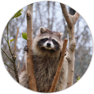 Label2X - Muurcirkel racoon - Ø 12 cm - Forex - Multicolor - Wandcirkel - Rond Schilderij - Muurdecoratie Cirkel - Wandecoratie rond - Decoratie voor woonkamer of slaapkamer