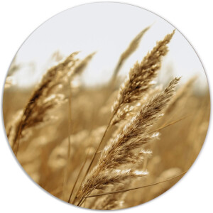 Label2X - Muurcirkel gold grain - Ø 12 cm - Forex - Multicolor - Wandcirkel - Rond Schilderij - Muurdecoratie Cirkel - Wandecoratie rond - Decoratie voor woonkamer of slaapkamer
