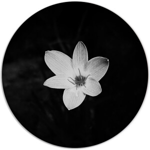 Label2X - Muurcirkel - Flower Black White - Ø 80 cm - Dibond - Multicolor - Wandcirkel - Rond Schilderij - Bloemen en Planten - Muurdecoratie Cirkel - Wandecoratie rond - Decoratie voor woonkamer of slaapkamer