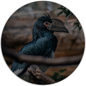 Label2X - Muurcirkel special bird - Ø 100 cm - Dibond - Multicolor - Wandcirkel - Rond Schilderij - Muurdecoratie Cirkel - Wandecoratie rond - Decoratie voor woonkamer of slaapkamer