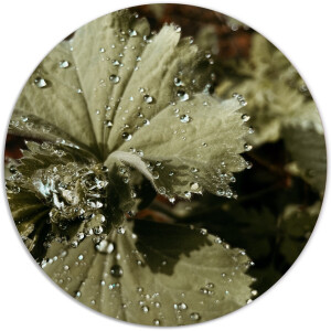 Label2X - Muurcirkel flora - Ø 30 cm - Forex - Multicolor - Wandcirkel - Rond Schilderij - Muurdecoratie Cirkel - Wandecoratie rond - Decoratie voor woonkamer of slaapkamer