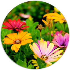 Label2X - Muurcirkel - Bloemenveld - Ø 60 cm - Dibond - Multicolor - Wandcirkel - Rond Schilderij - Bloemen en Planten - Muurdecoratie Cirkel - Wandecoratie rond - Decoratie voor woonkamer of slaapkamer