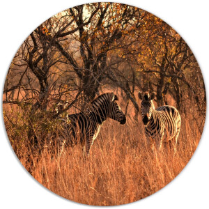 Label2X - Muurcirkel zebra - Ø 100 cm - Forex - Multicolor - Wandcirkel - Rond Schilderij - Muurdecoratie Cirkel - Wandecoratie rond - Decoratie voor woonkamer of slaapkamer