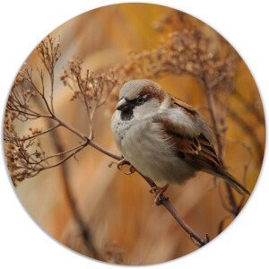 Label2X - Muurcirkel vogeltje op takje - Ø 20 cm - Dibond - Multicolor - Wandcirkel - Rond Schilderij - Muurdecoratie Cirkel - Wandecoratie rond - Decoratie voor woonkamer of slaapkamer