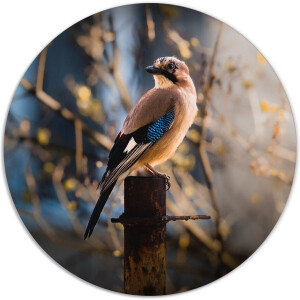 Label2X - Muurcirkel vogeltje - Ø 30 cm - Dibond - Multicolor - Wandcirkel - Rond Schilderij - Muurdecoratie Cirkel - Wandecoratie rond - Decoratie voor woonkamer of slaapkamer
