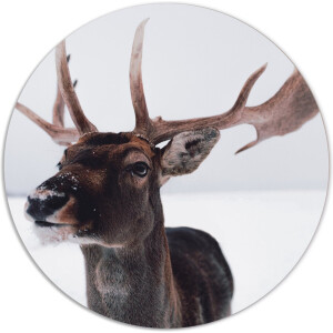 Label2X - Muurcirkel deer head - Ø 140 cm - Forex - Multicolor - Wandcirkel - Rond Schilderij - Muurdecoratie Cirkel - Wandecoratie rond - Decoratie voor woonkamer of slaapkamer
