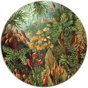 Label2X - Muurcirkel Muscinae van Ernst Haeckel - Ø 80 cm - Forex - Multicolor - Wandcirkel - Rond Schilderij - Muurdecoratie Cirkel - Wandecoratie rond - Decoratie voor woonkamer of slaapkamer
