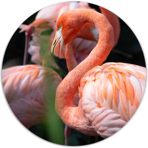 Label2X - Muurcirkel flamingo dream - Ø 12 cm - Forex - Multicolor - Wandcirkel - Rond Schilderij - Muurdecoratie Cirkel - Wandecoratie rond - Decoratie voor woonkamer of slaapkamer