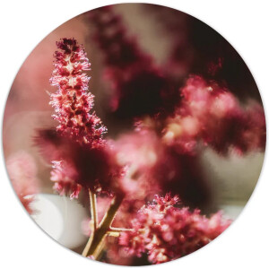 Label2X - Muurcirkel - Reddy - Ø 140 cm - Forex - Multicolor - Wandcirkel - Rond Schilderij - Bloemen en Planten - Muurdecoratie Cirkel - Wandecoratie rond - Decoratie voor woonkamer of slaapkamer