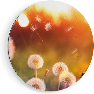 Artaza Dibond Muurcirkel Paardenbloemen Tijdens Zonsondergang - Ø 60 cm - Wandcirkel - Rond Schilderij - Voor Binnen en Buiten