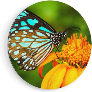 Artaza Dibond Muurcirkel Blauwe Vlinder Bij Een Oranje Bloem - Ø 40 cm - Klein - Wandcirkel - Rond Schilderij - Voor Binnen en Buiten