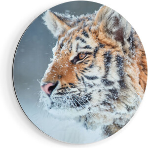 Artaza Dibond Muurcirkel Tijger Tijdens De Sneeuw - Ø 90 cm - Groot - Wandcirkel - Rond Schilderij - Voor Binnen en Buiten