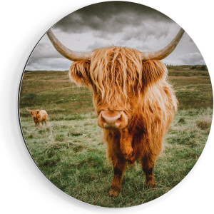 Artaza Dibond Muurcirkel Schotse Hooglanders In De Wei - Kleur - Ø 70 cm - Wandcirkel - Rond Schilderij - Voor Binnen en Buiten