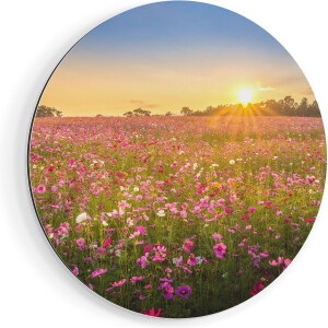 Artaza Dibond Muurcirkel Bloemenveld Met Roze Kosmos  - Ø 90 cm - Groot - Wandcirkel - Rond Schilderij - Voor Binnen en Buiten