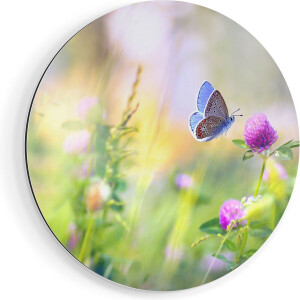 Artaza Dibond Muurcirkel Blauwe Vlinder Bij Een Paarse Bloem - Ø 90 cm - Groot - Wandcirkel - Rond Schilderij - Voor Binnen en Buiten