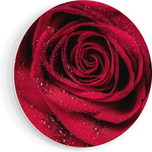 Artaza Forex Muurcirkel Rode Roos Met Waterdruppels - Bloem - 80x80 cm - Groot - Wandcirkel - Rond Schilderij - Wanddecoratie Cirkel