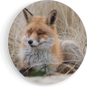 Artaza Forex Muurcirkel Vos in de Duinen - 40x40 cm - Klein - Wandcirkel - Rond Schilderij - Wanddecoratie Cirkel