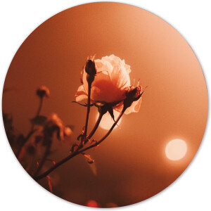 Label2X - Muurcirkel morning rose - Ø 100 cm - Forex - Multicolor - Wandcirkel - Rond Schilderij - Muurdecoratie Cirkel - Wandecoratie rond - Decoratie voor woonkamer of slaapkamer