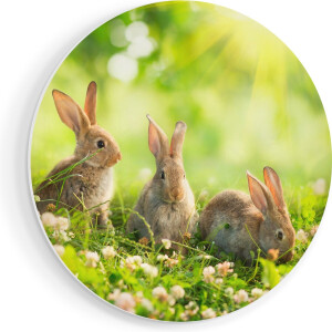 Artaza Forex Muurcirkel Drie Konijnen Op Het Gras Bij Zonneschijn - 40x40 cm - Klein - Wandcirkel - Rond Schilderij - Wanddecoratie Cirkel