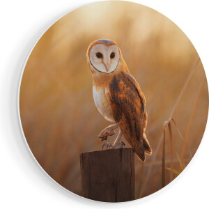 Artaza Forex Muurcirkel Kerkuil Op Een Boomstronk - 40x40 cm - Klein - Wandcirkel - Rond Schilderij - Wanddecoratie Cirkel