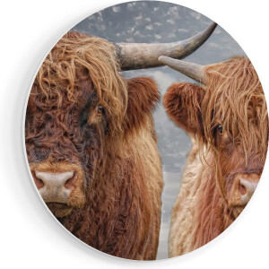 Artaza Forex Muurcirkel Schotse Hooglander Koppel - Man en Vrouw - 70x70 cm - Wandcirkel - Rond Schilderij - Wanddecoratie Cirkel - Muurdecoratie