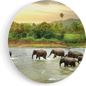 Artaza Forex Muurcirkel Kudde Olifanten In Het Water - 40x40 cm - Klein - Wandcirkel - Rond Schilderij - Wanddecoratie Cirkel