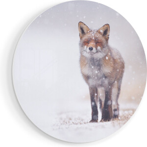 Artaza Forex Muurcirkel Vos in de Sneeuw - 40x40 cm - Klein - Wandcirkel - Rond Schilderij - Wanddecoratie Cirkel