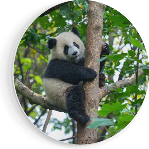 Artaza Forex Muurcirkel Panda in de Bomen - 90x90 cm - Groot - Wandcirkel - Rond Schilderij - Muurdecoratie Cirkel