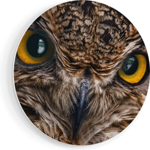 Artaza Forex Muurcirkel Uilenkop Met Gele Ogen - Uil - 40x40 cm - Klein - Wandcirkel - Rond Schilderij - Wanddecoratie Cirkel