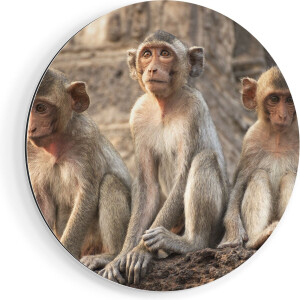 Artaza Dibond Muurcirkel Drie Kleine Apen Naast Elkaar - Ø 40 cm - Klein - Wandcirkel - Rond Schilderij - Voor Binnen en Buiten