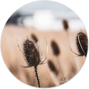 Label2X - Muurcirkel dried naturel - Ø 20 cm - Dibond - Multicolor - Wandcirkel - Rond Schilderij - Muurdecoratie Cirkel - Wandecoratie rond - Decoratie voor woonkamer of slaapkamer