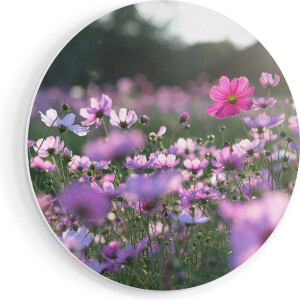 Artaza Forex Muurcirkel Bloemenveld Met Paarse Kosmos - 80x80 cm - Groot - Wandcirkel - Rond Schilderij - Wanddecoratie Cirkel