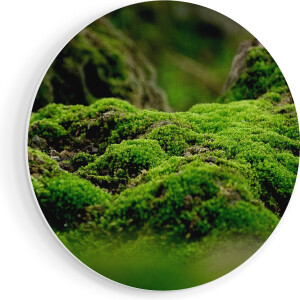 Artaza Forex Muurcirkel Groen Mos - 70x70 cm - Wandcirkel - Rond Schilderij - Wanddecoratie Cirkel - Muurdecoratie