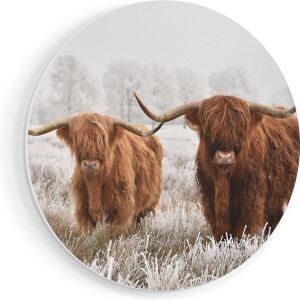 Artaza Forex Muurcirkel Twee Schotse Hooglander Koeien In De Wei - 80x80 cm - Groot - Wandcirkel - Rond Schilderij - Wanddecoratie Cirkel