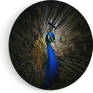 Artaza Forex Muurcirkel Blauwe Pauw Met Grote Veren - 80x80 cm - Groot - Wandcirkel - Rond Schilderij - Wanddecoratie Cirkel