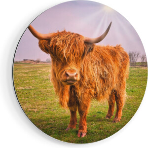Artaza Dibond Muurcirkel Bruine Schotse Hooglander Koe - Kleur - Ø 60 cm - Wandcirkel - Rond Schilderij - Voor Binnen en Buiten