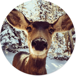 Label2X - Muurcirkel hert in sneeuw - Ø 100 cm - Dibond - Multicolor - Wandcirkel - Rond Schilderij - Muurdecoratie Cirkel - Wandecoratie rond - Decoratie voor woonkamer of slaapkamer