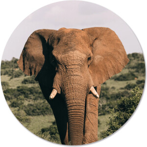 Label2X - Muurcirkel olifant - Ø 60 cm - Dibond - Multicolor - Wandcirkel - Rond Schilderij - Muurdecoratie Cirkel - Wandecoratie rond - Decoratie voor woonkamer of slaapkamer