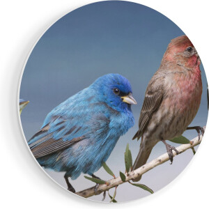 Artaza Forex Muurcirkel Kleurrijke Zangvogels Op Een Tak - Kleur - 90x90 cm - Groot - Wandcirkel - Rond Schilderij - Muurdecoratie Cirkel