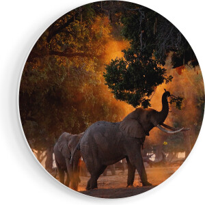 Artaza Forex Muurcirkel Twee Olifanten In Het Bos - 70x70 cm - Wandcirkel - Rond Schilderij - Wanddecoratie Cirkel - Muurdecoratie