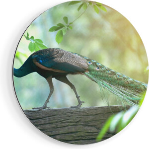 Artaza Dibond Muurcirkel Pauw Loopt Op Een Tak In De Natuur - Ø 70 cm - Wandcirkel - Rond Schilderij - Voor Binnen en Buiten