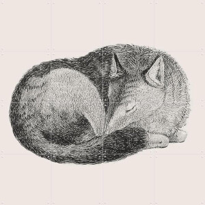 IXXI Sleeping Fox light, IXXI - 80 x 80 cm - Gratis ophangtool - Grote wanddecoratie en posters - Houtsnede, Vintage, Line art, Illustraties