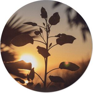 Label2X - Muurcirkel sunnyflow - Ø 140 cm - Forex - Multicolor - Wandcirkel - Rond Schilderij - Muurdecoratie Cirkel - Wandecoratie rond - Decoratie voor woonkamer of slaapkamer