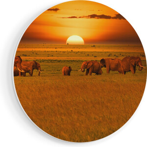 Artaza Forex Muurcirkel Olifanten In Het Wild - Zonsondergang - 40x40 cm - Klein - Wandcirkel - Rond Schilderij - Wanddecoratie Cirkel