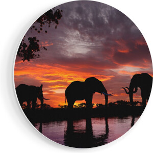 Artaza Forex Muurcirkel Olifanten Tijdens Zonsondergang - Silhouet - 80x80 cm - Groot - Wandcirkel - Rond Schilderij - Wanddecoratie Cirkel