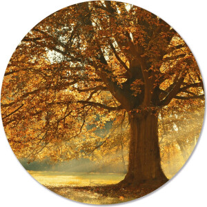 Label2X - Muurcirkel herfstboom - Ø 40 cm - Dibond - Multicolor - Wandcirkel - Rond Schilderij - Muurdecoratie Cirkel - Wandecoratie rond - Decoratie voor woonkamer of slaapkamer